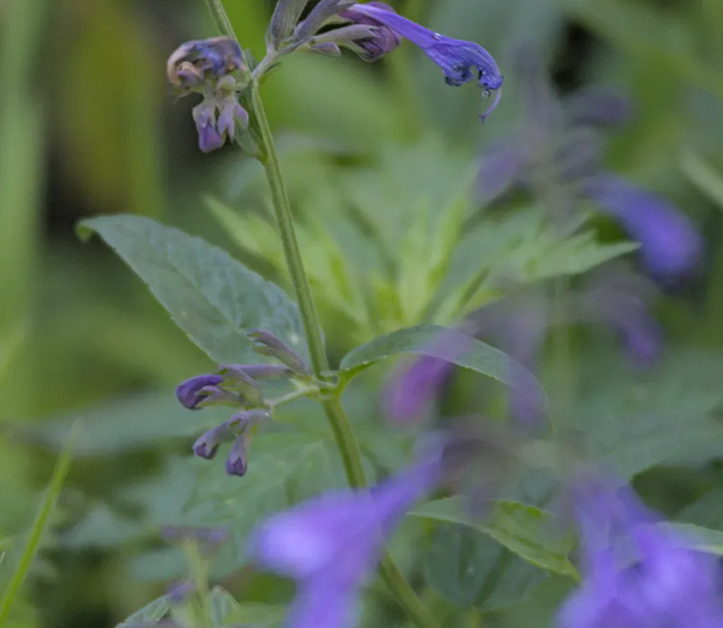 Siberian Catmint
