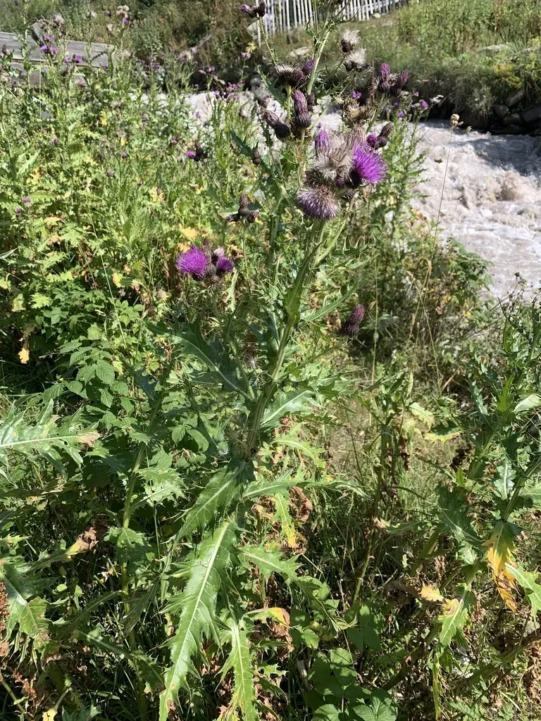 Cirsium Uliginosum