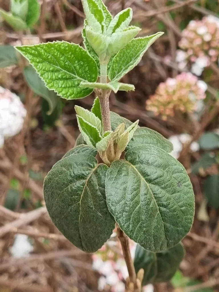 Fragrant Snowball Viburnum