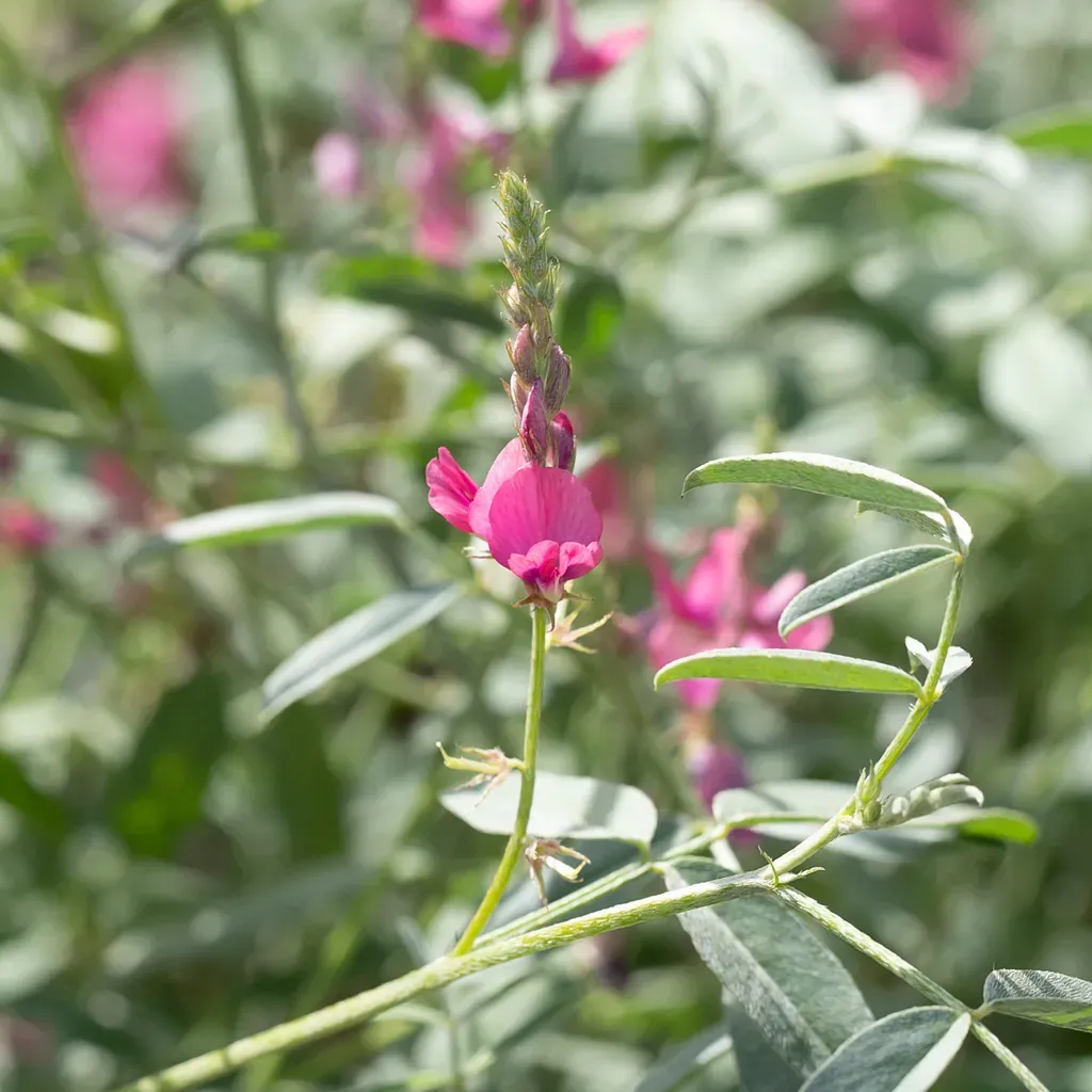 Indigofera Ewartiana