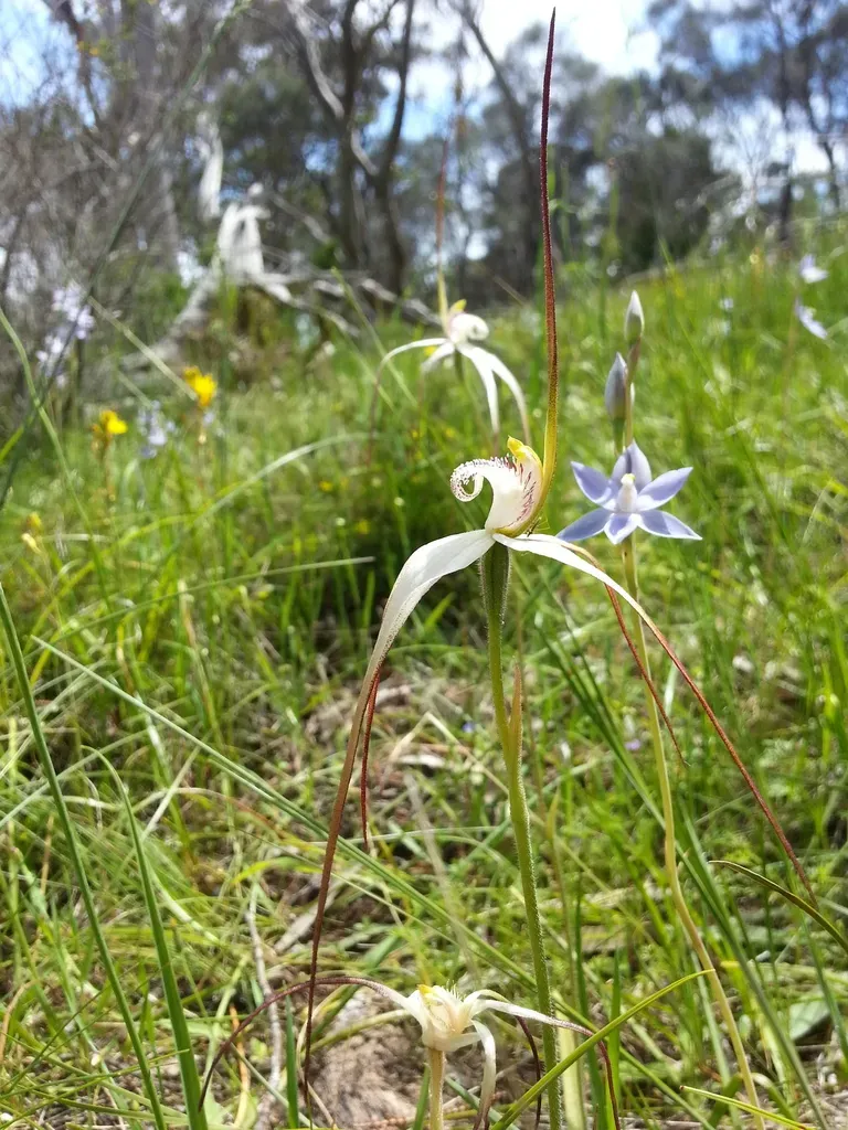 White Beauty Spider Orchid