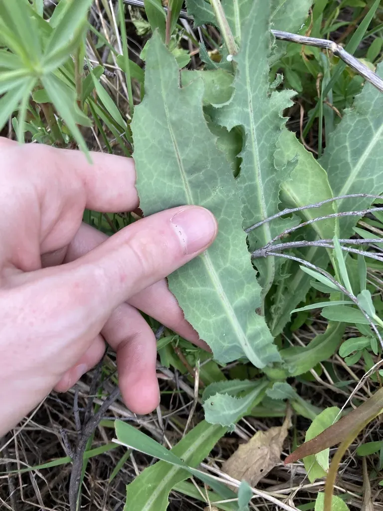 False Sow-thistle