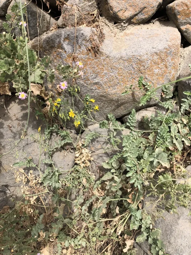 Solanum Corneliomulleri