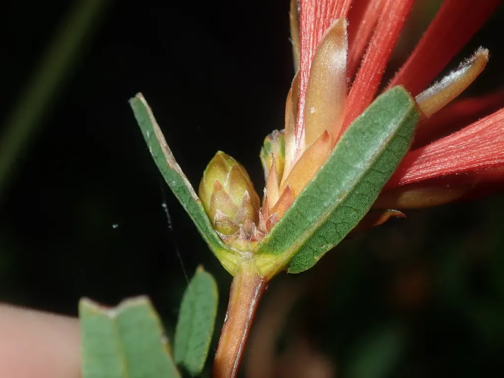 Many-flowered Honeysuckle