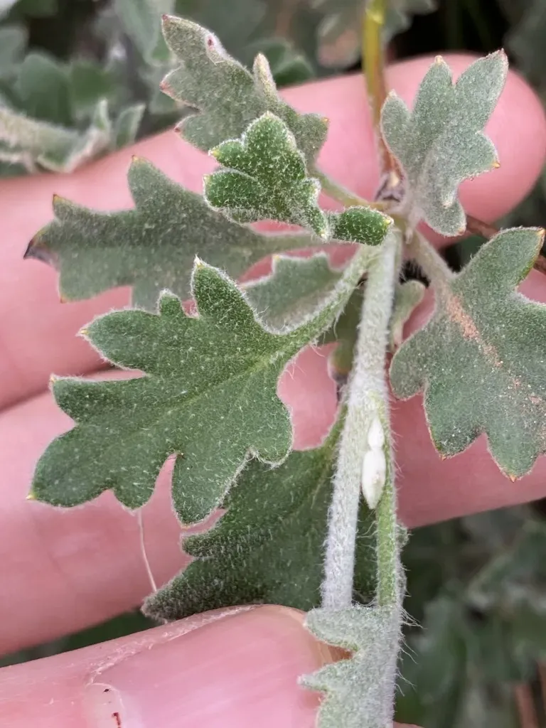 Lesueur Southern Cross