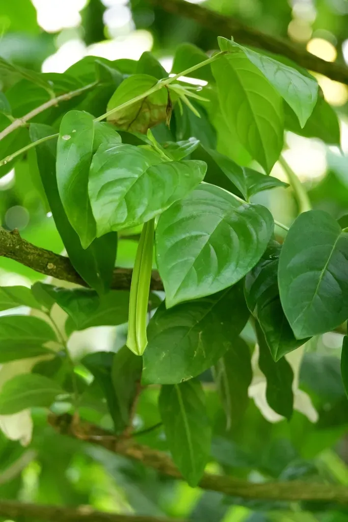 Cubanola Domingensis