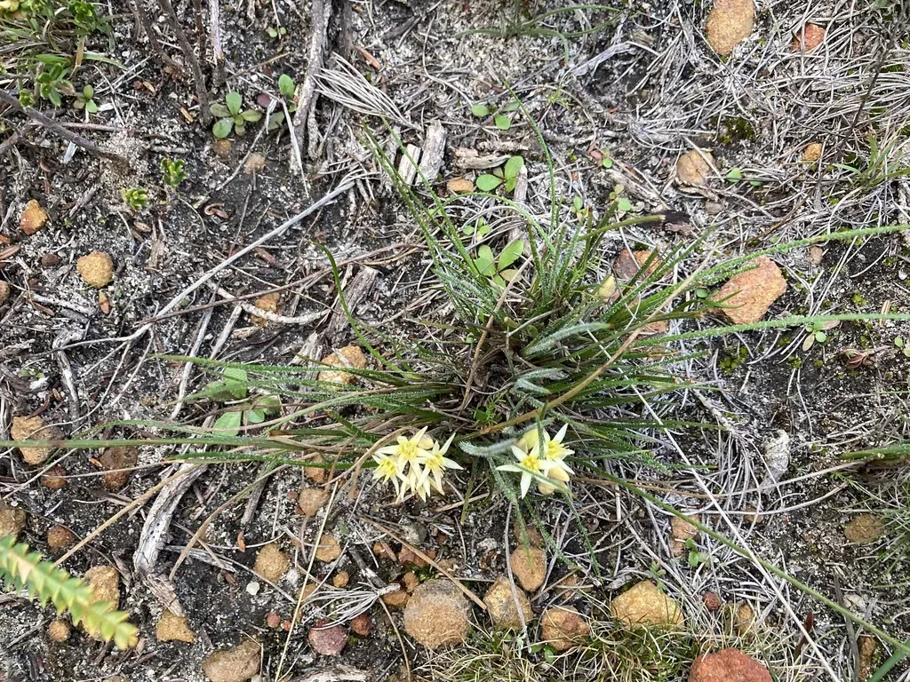 Conostylis Teretiuscula