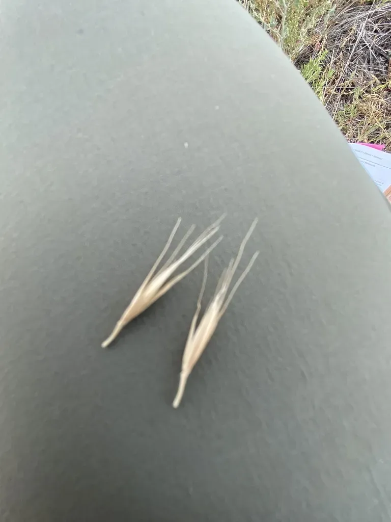 × Elyhordeum Macounii