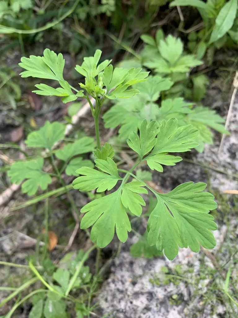 Corydalis Capnoides