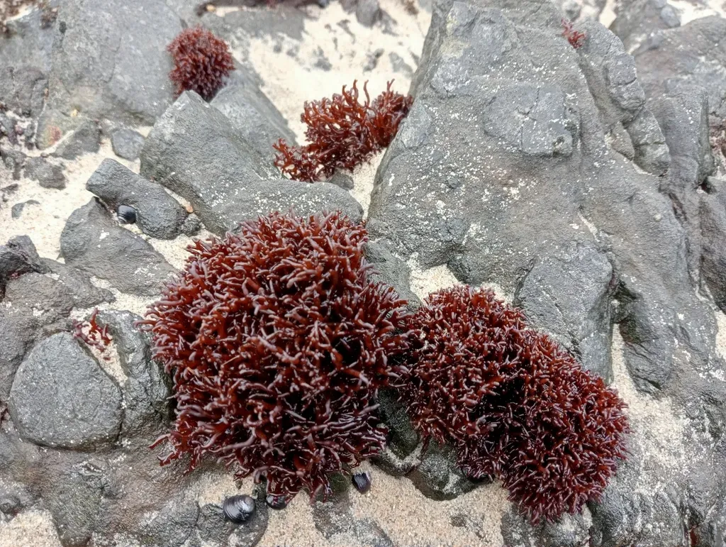 Apophlaea Lyallii