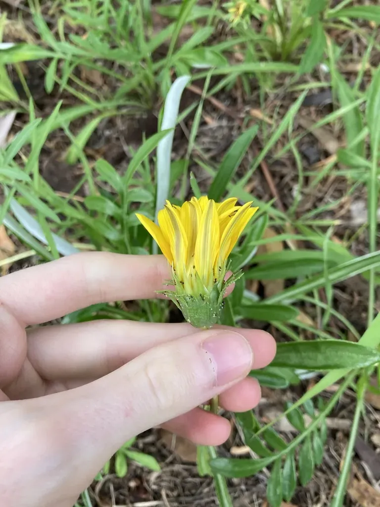 Garden Treasure Flower