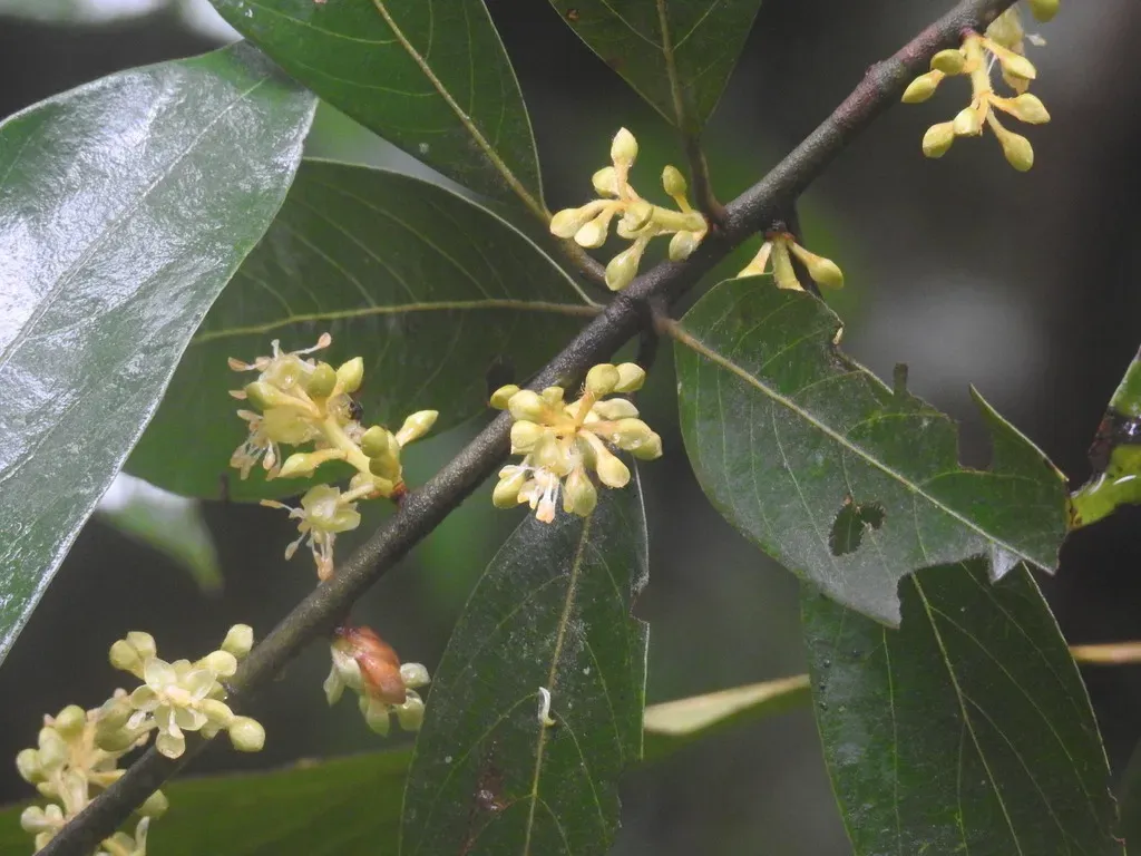 Actinodaphne Wightiana