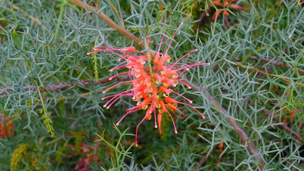 Diel's Grevillea