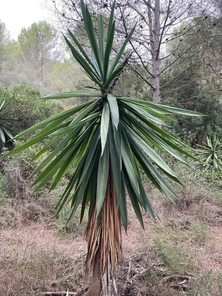 Curve-leaf Yucca