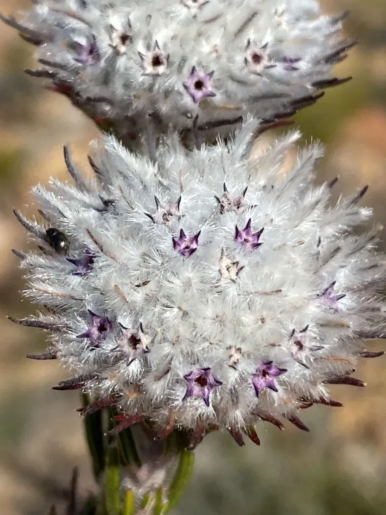 Phylica Marlothii