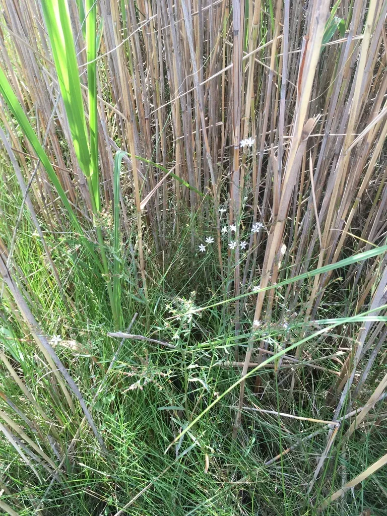 Saltmarsh Loosestrife
