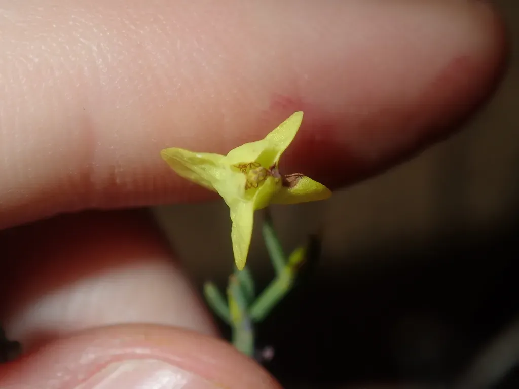 Glischrocaryon Angustifolium