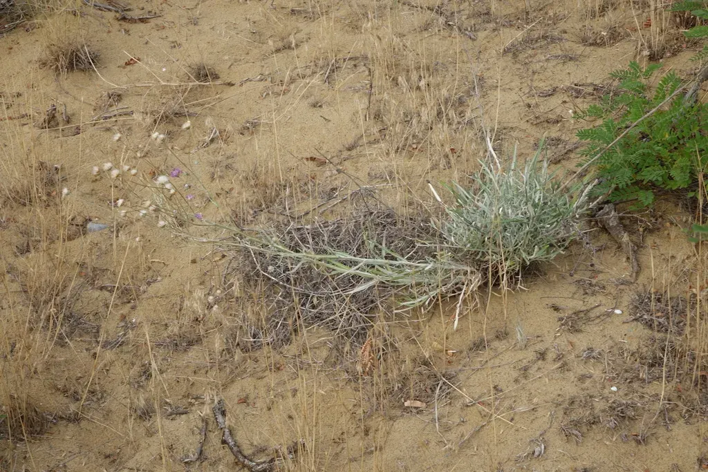 Jurinea Ciscaucasica