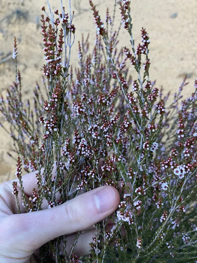Thryptomene Kochii