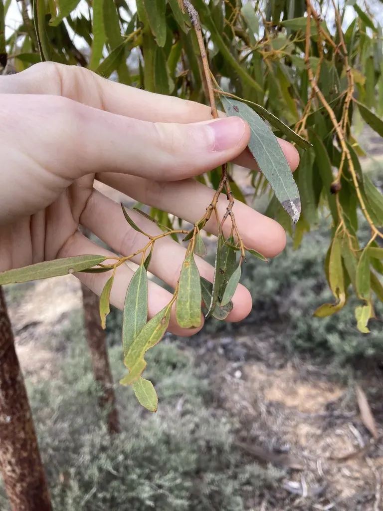 Eucalyptus Myriadena