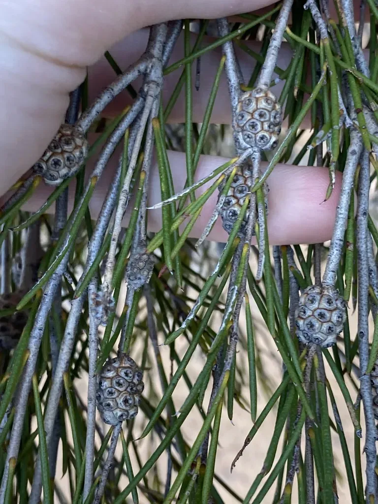 Melaleuca Zeteticorum