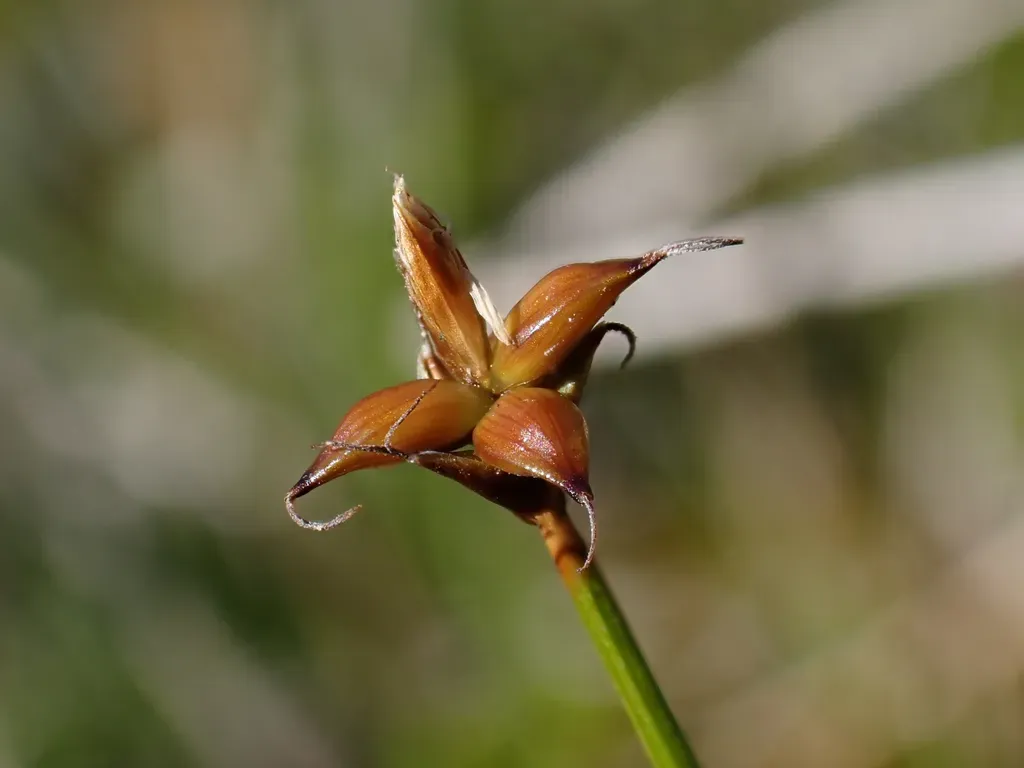 Northern Bog Sedge