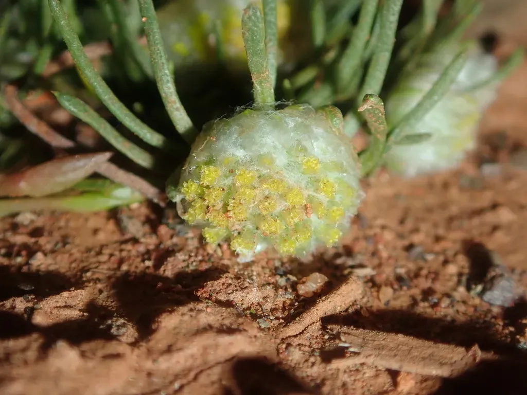 Myriocephalus Pygmaea
