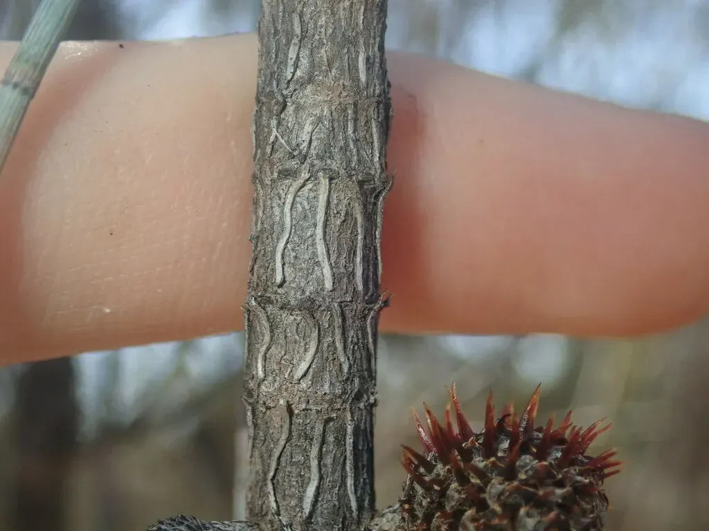 Allocasuarina Spinosissima