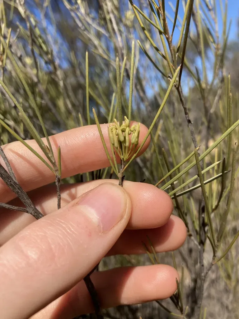 Grevillea Acacioides