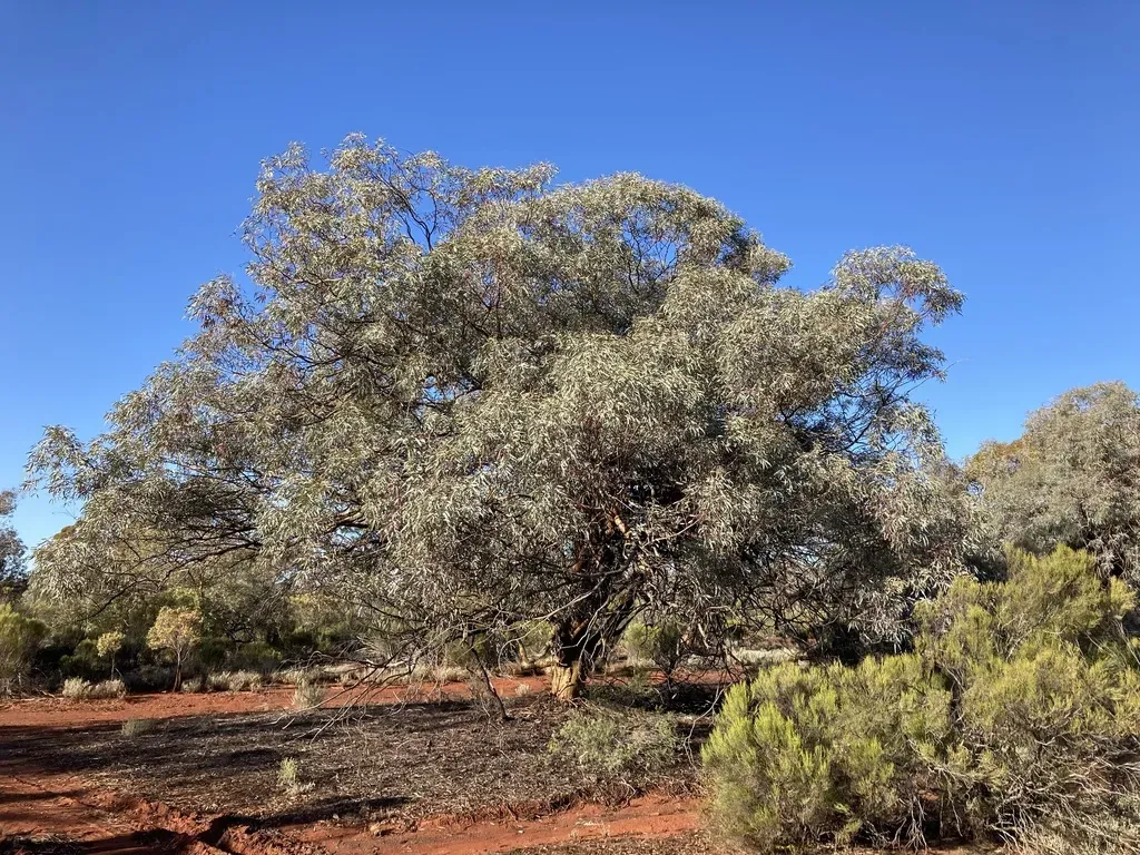 Silver-topped Gimlet