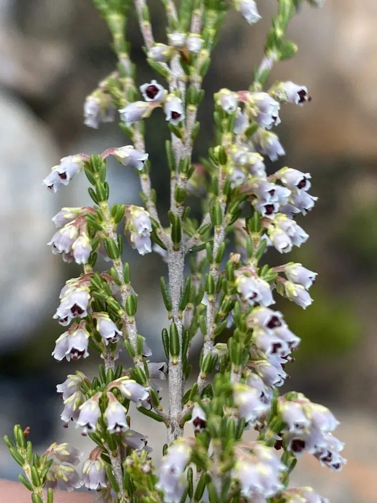 Erica Inamoena