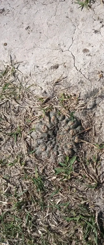 Gymnocalycium Schroederianum