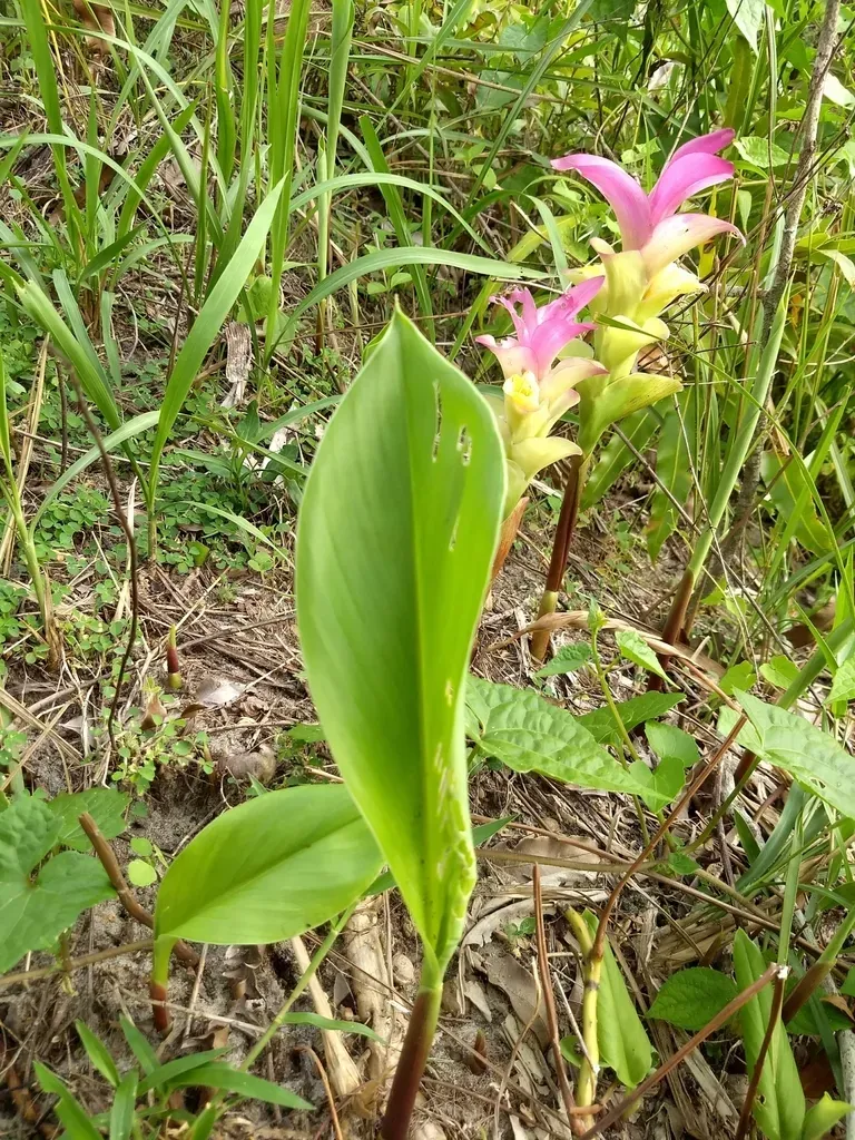 East Indian Arrowroot