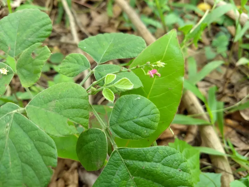 Pseudarthria Viscida