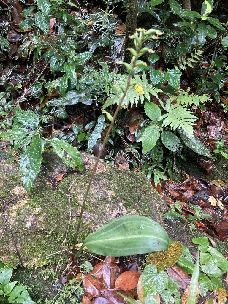 Eltroplectris Triloba