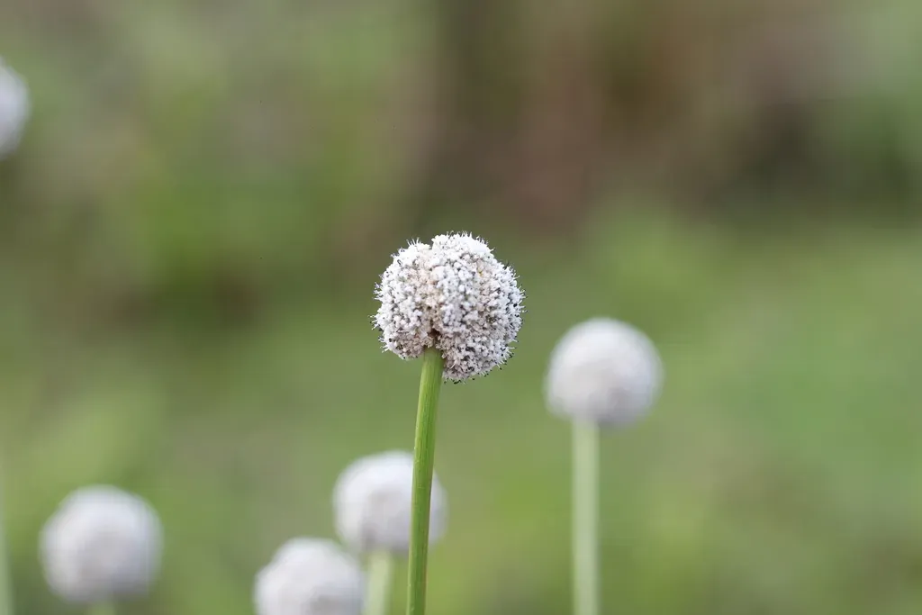 Eriocaulon Magnum