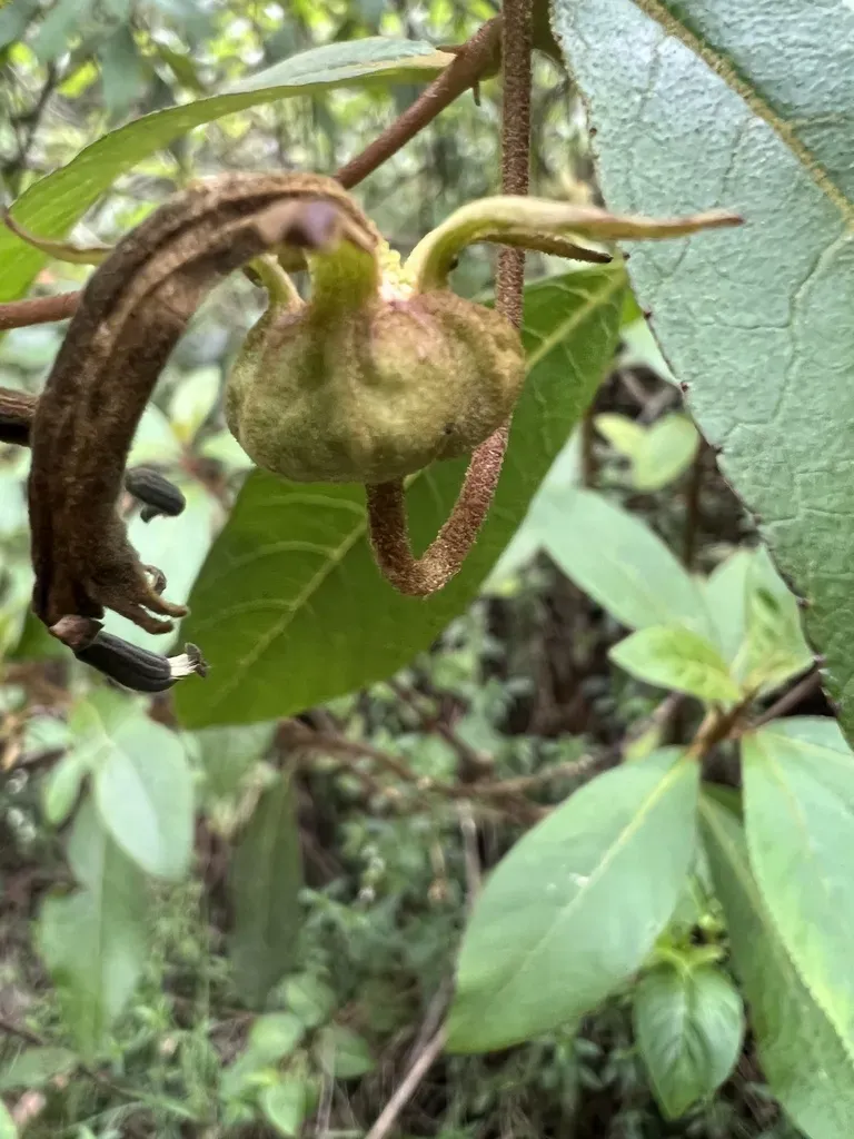 Centropogon Asclepiadeus