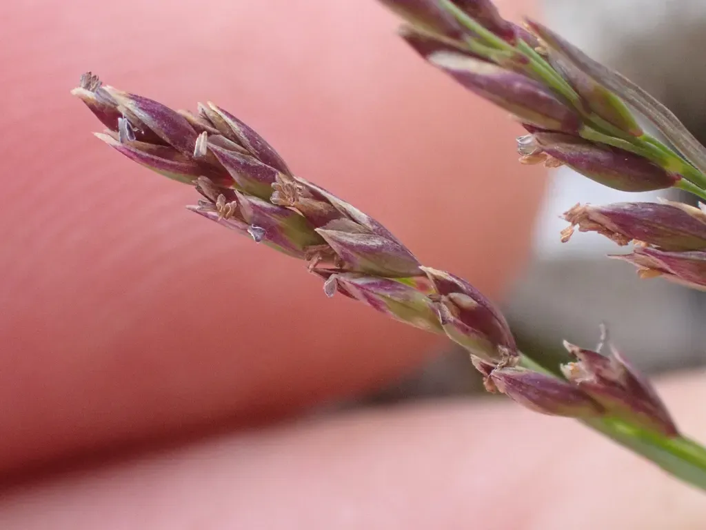 Patterson's Bluegrass