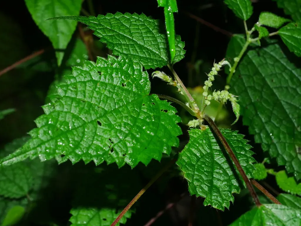 Boehmeria Clidemioides