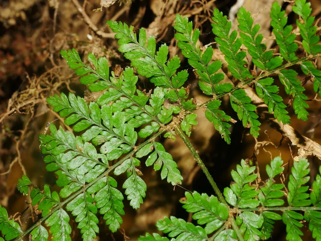 Dryopteris Pseudocaenopteris