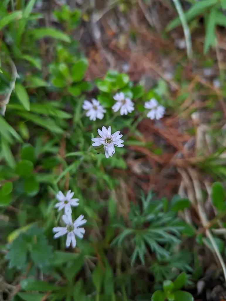Parry's Campion