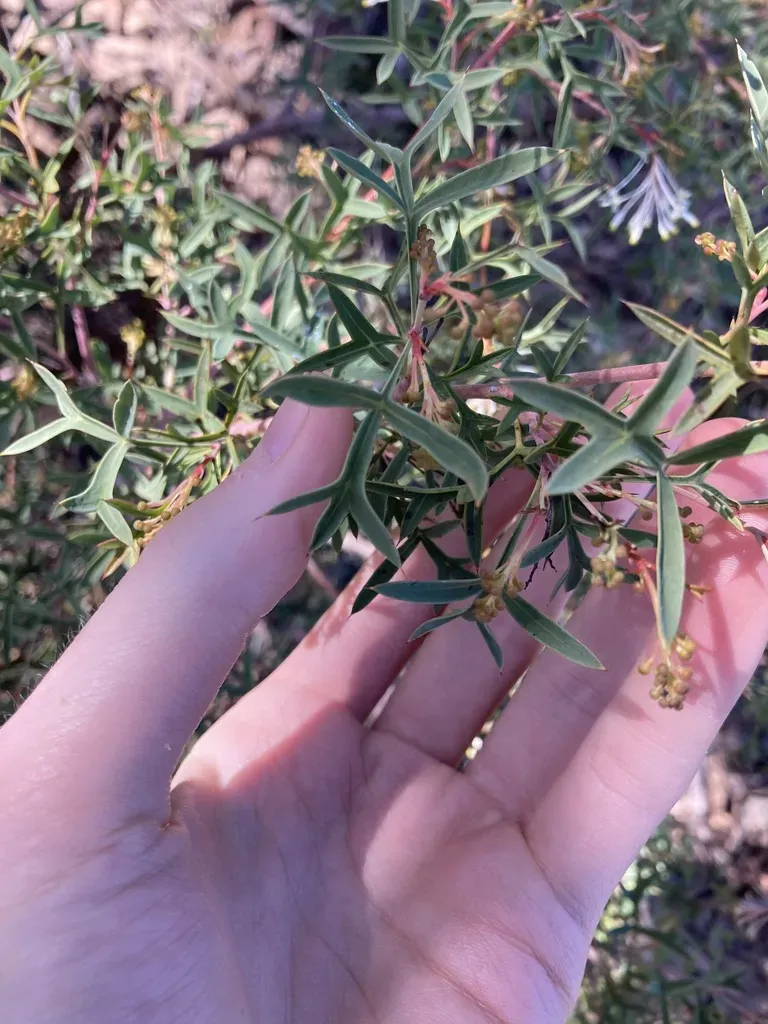 Grevillea Manglesii