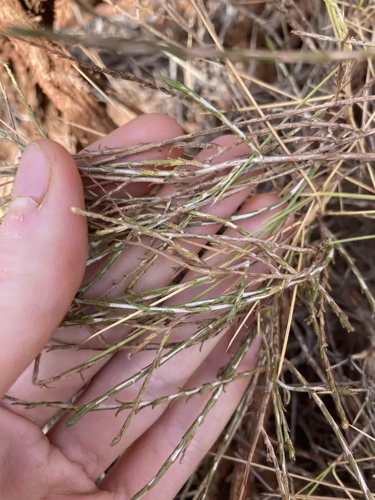 Chrysocephalum Puteale