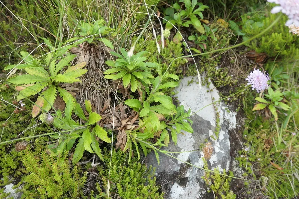 Azorean Scabious