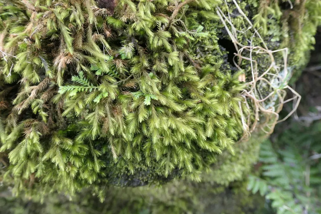 Echinodium Renauldii