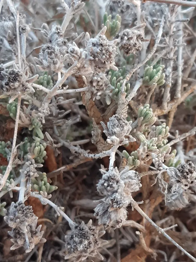 Teucrium Micropodioides