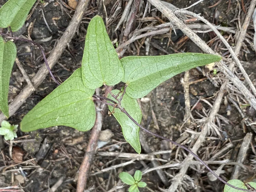 Dioscorea Burchellii