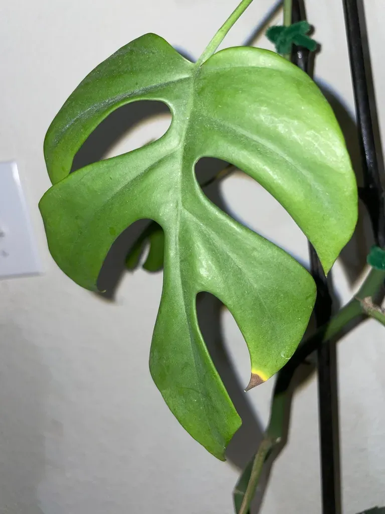 Rhaphidophora Tetrasperma