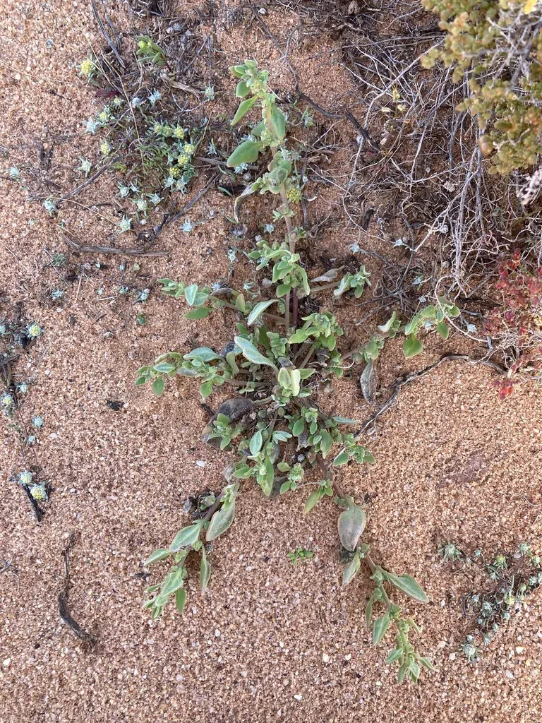 Desert Spinach