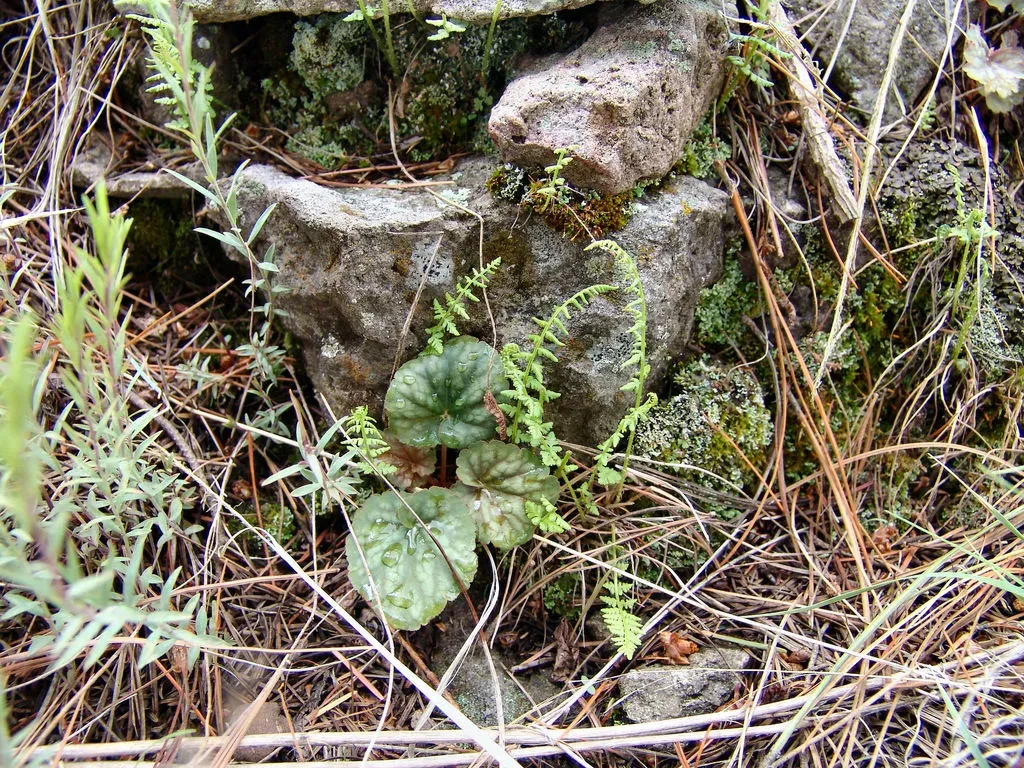 Chiricahua Mountain Alumroot